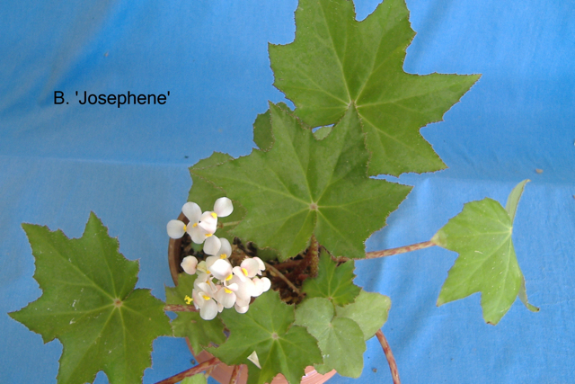 B. ‘Josephene’